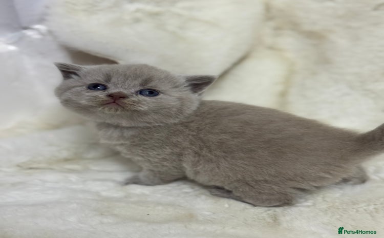 British Shorthair cats - Advert 14