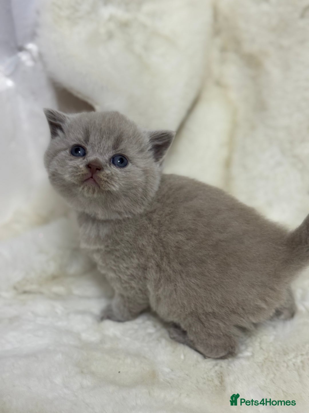 British Shorthair cats for sale: GCCF British shorthair lilac male kitten  - Image 5