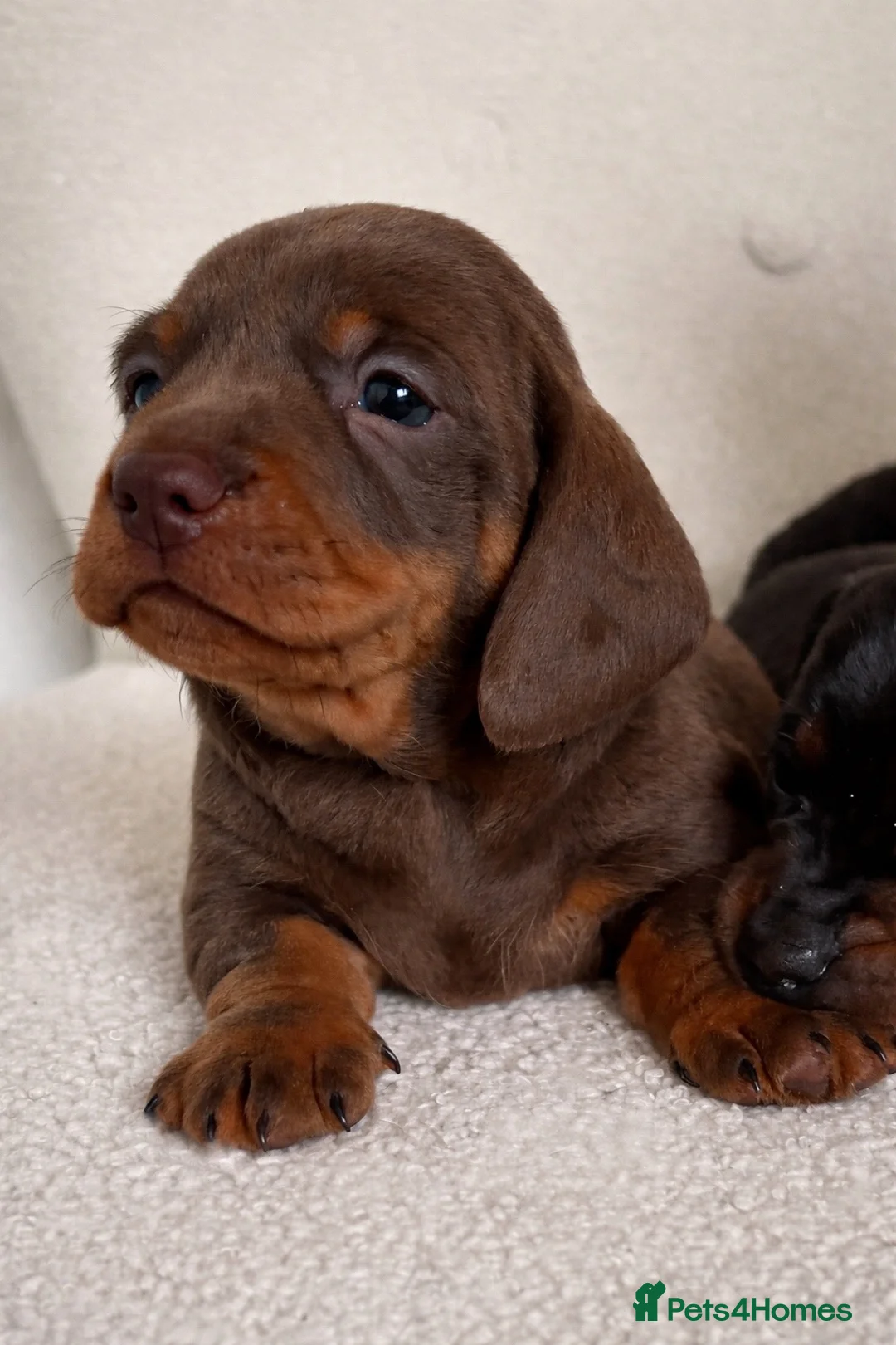 Miniature Dachshund dogs for sale: Stunning Pra Clear KC Mini Smooth Dachshunds  - Advert 5