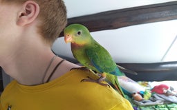 Parrots birds for sale: Two Hand tamed Baraband parrot DNA sexed  - Image 5
