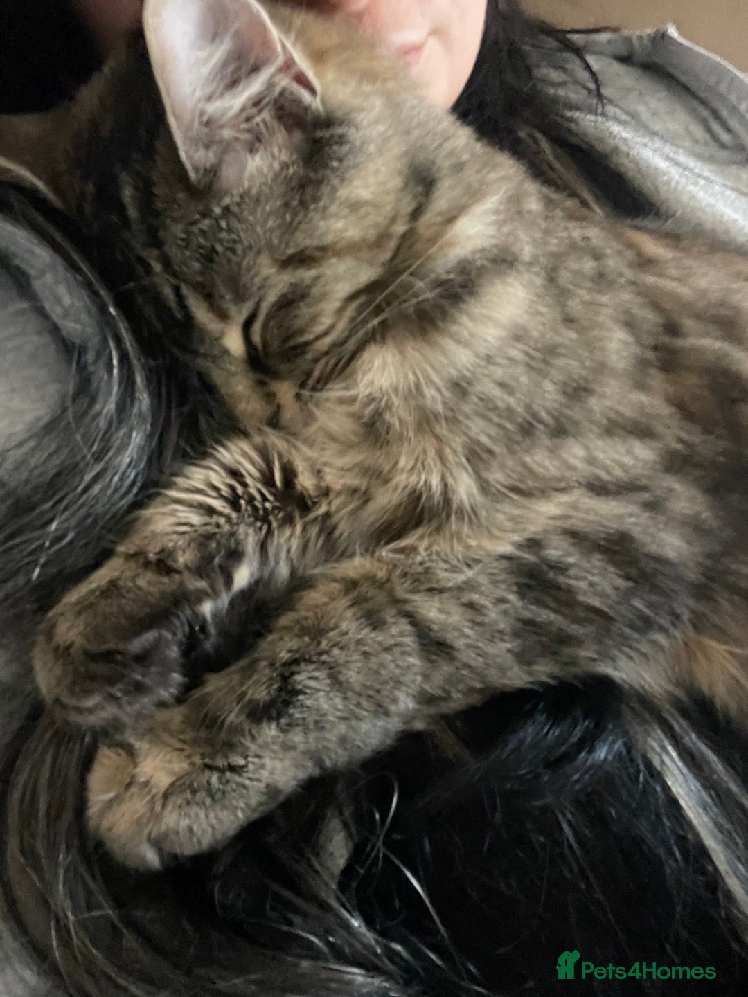 Mixed Breed cats for sale: 2 cats age 2 & 3.5 years - Advert 3