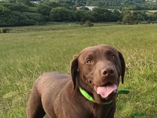 Labrador Retriever dogs Chocolate Carrying silver Labrador, Health Tested in Middlesbrough - Advert 2