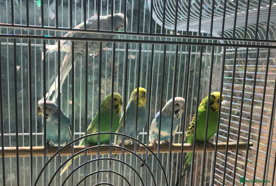 Budgerigars birds for sale: Bargain price 6 pet budgies for £100 - Image 2