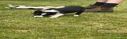 Border Collie dogs for sale: ⭐️BORDER COLLIE PUPS⭐️ READY TO GO - Advert 10