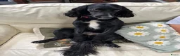 Cocker Spaniel dogs for sale: Top Quality KC  Working Cocker Spaniel puppies  in Cardiff - Advert 13