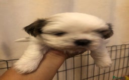 Shih Tzu dogs for sale: Angel’s Shih zhus  - Image 14