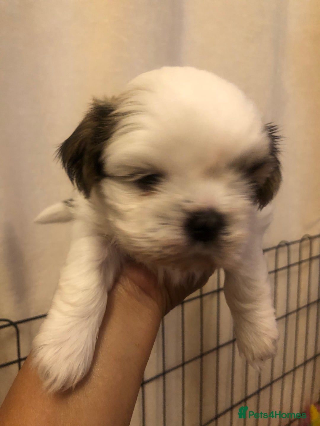 Shih Tzu dogs for sale: Angel’s Shih zhus  - Image 14