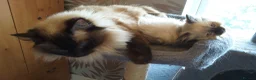 Ragdoll cats for sale: Ragdolls...beautiful kittens in Sheffield - Advert 21