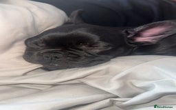 French Bulldog dogs for sale: Frenchie puppy for sale  - Image 5