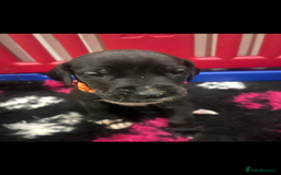 Great Dane dogs for sale: READY NOW PURE BRED GREAT DANE PUPPIES FOR SALE - Image 26