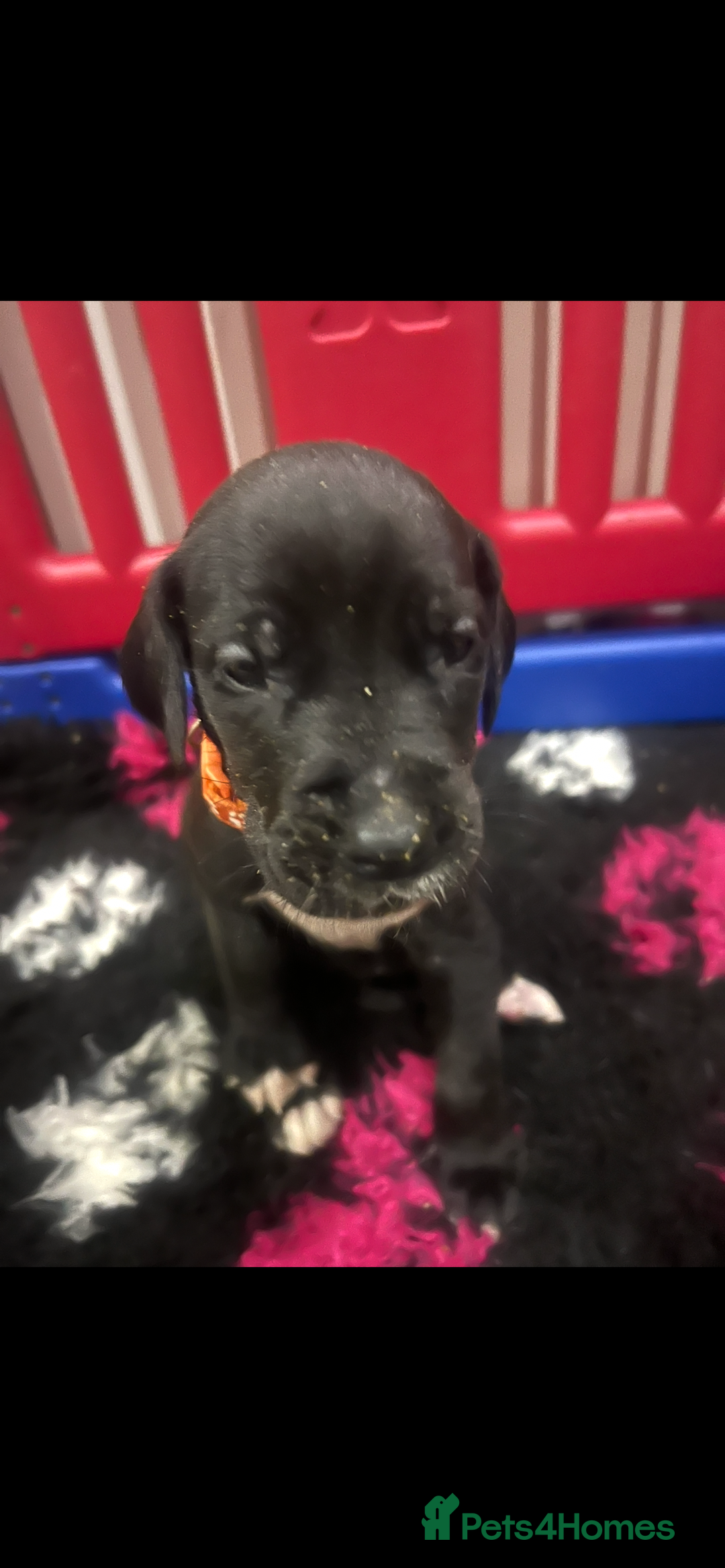 Great Dane dogs for sale: READY NOW PURE BRED GREAT DANE PUPPIES FOR SALE - Image 26