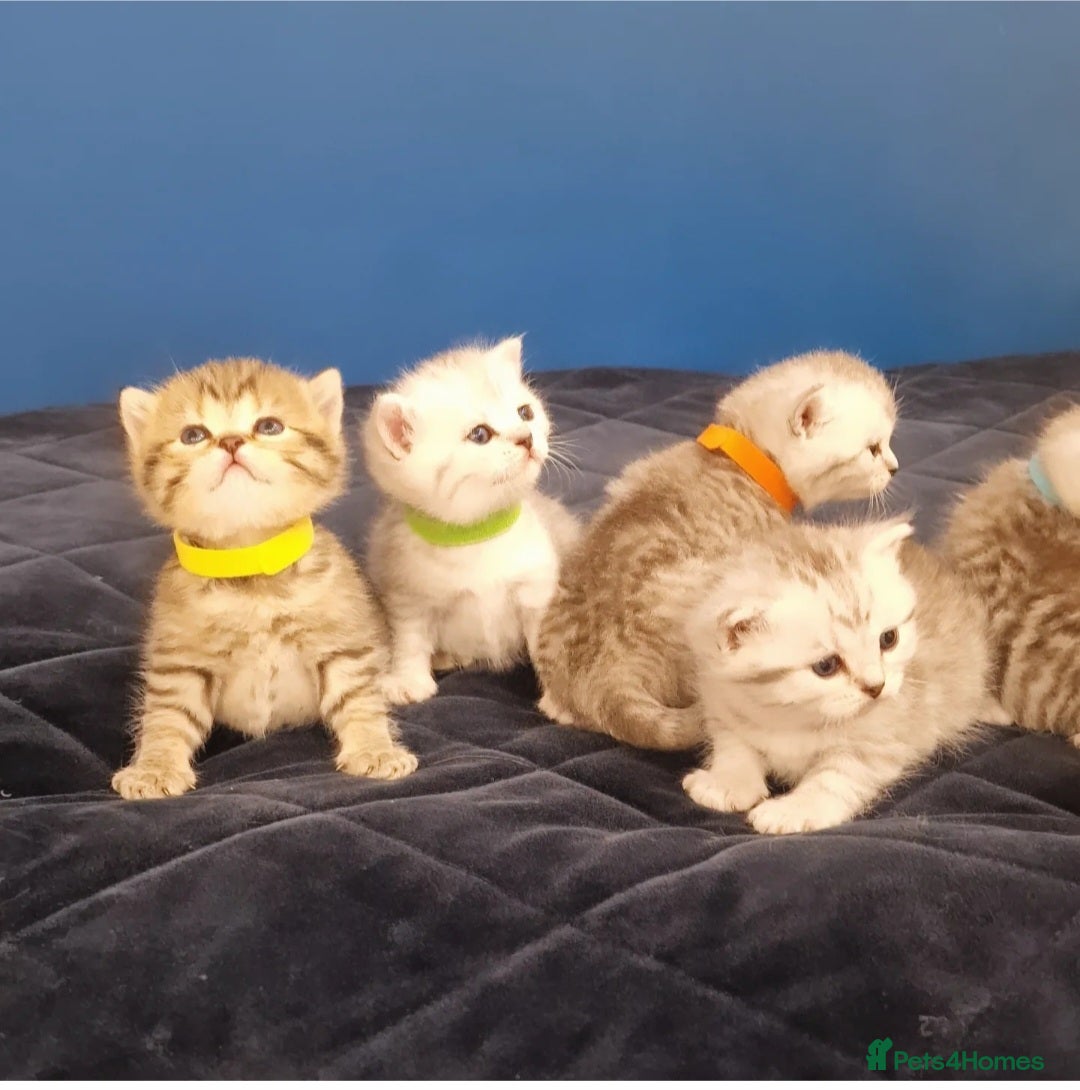 British Shorthair cats 🩵💙💜Amasing British Shorthair Kittens🧡💚💙 - Advert 2