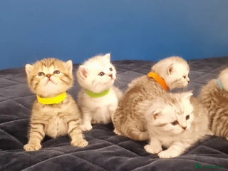British Shorthair cats 🩵💙💜Amasing British Shorthair Kittens🧡💚💙 - Advert 2