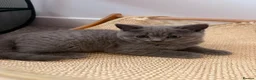 British Shorthair cats for sale: LAST BABY GIRL AVAILABLE BRITISH SHORTHAIR 🩷 - Advert 4