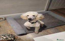 Cockapoo dogs for sale: Adorable Cockerpoo Puppies - Image 10
