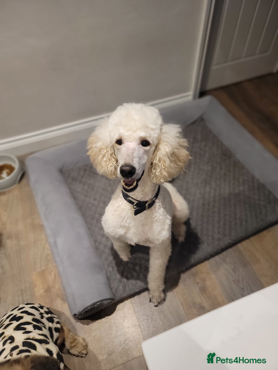 Cockapoo dogs for sale: Adorable Cockerpoo Puppies - Image 10