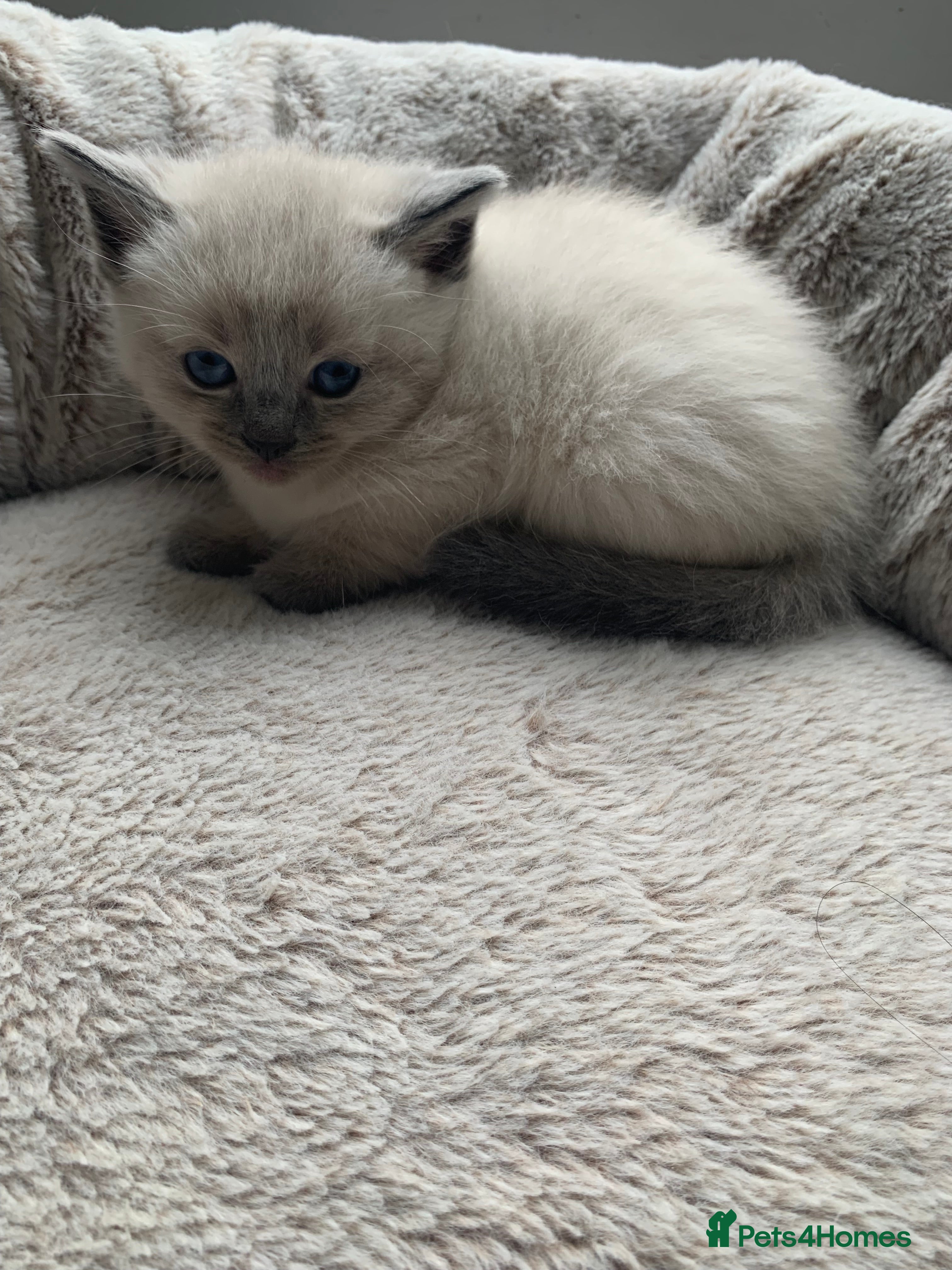 Ragdoll cats Ragdoll kittens £750 - Advert 1