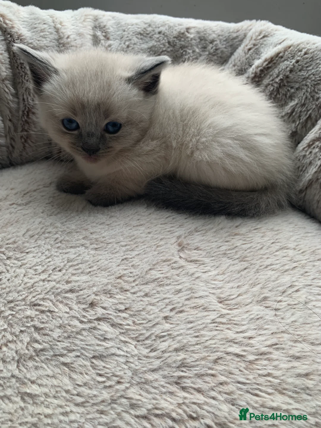 Ragdoll cats for sale: Ragdoll kittens £750 - Advert 1
