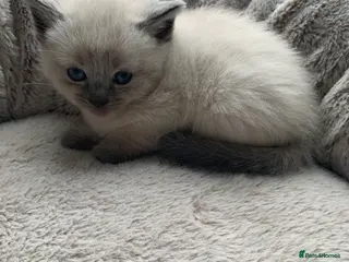 Ragdoll cats Ragdoll kittens £750 - Advert 2