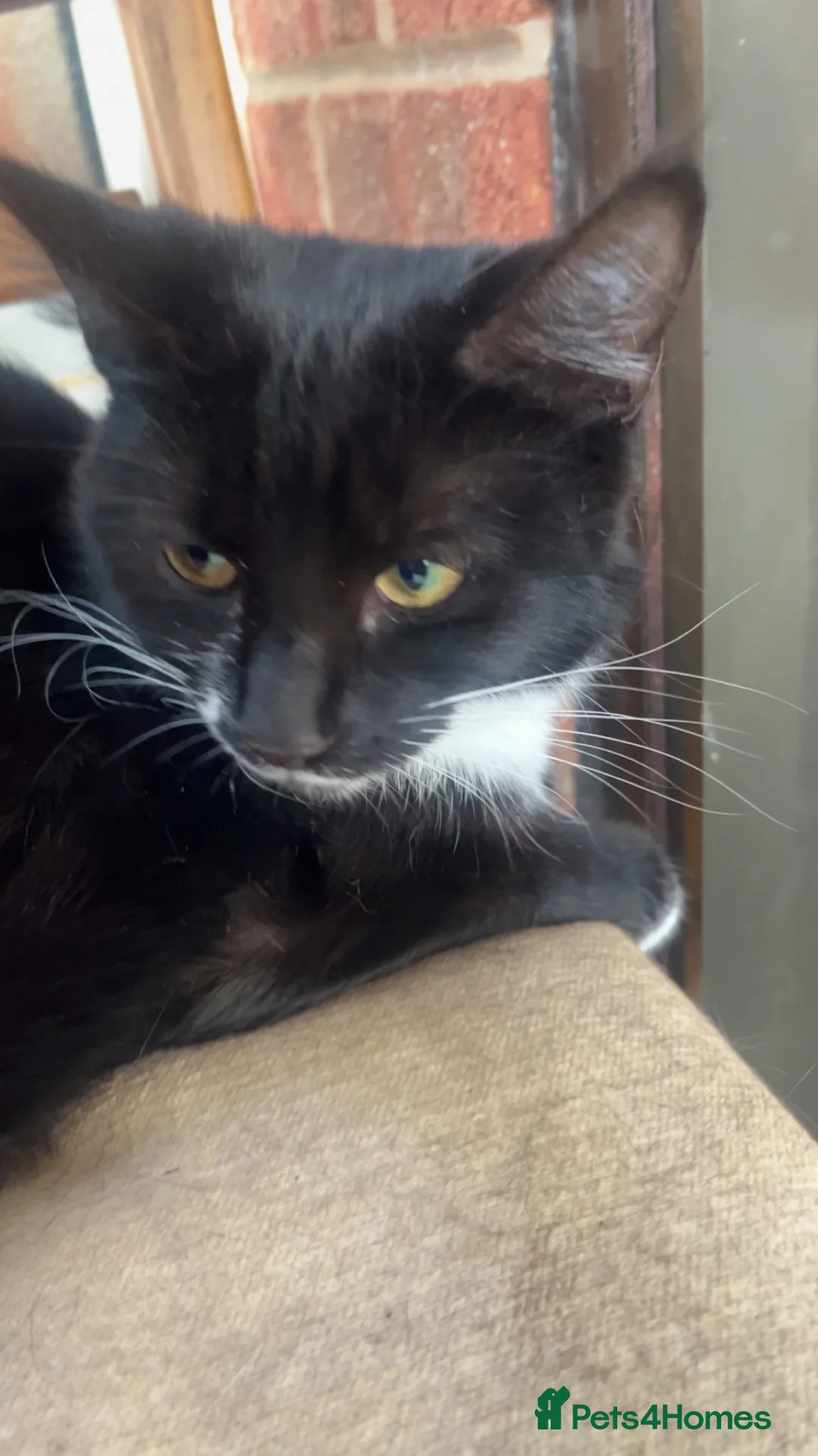 British Longhair cats for sale: Beautiful long haired kittens boys and girl  - Advert 5