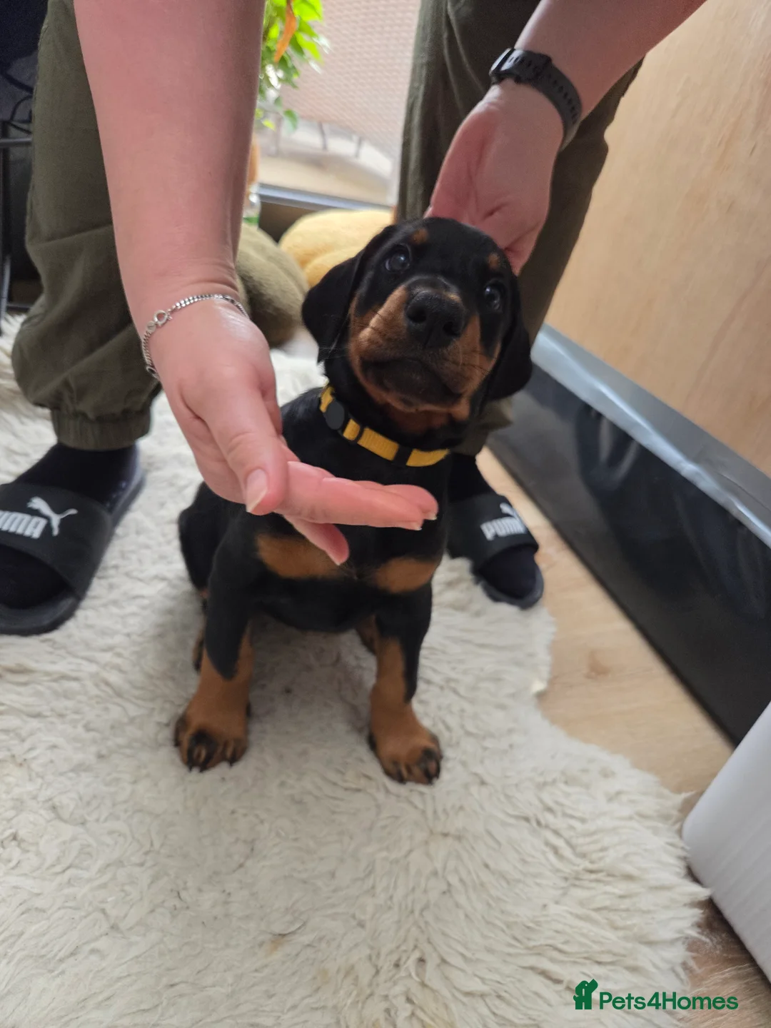 Dobermann dogs for sale: KC registered Dobermann puppies - Advert 2