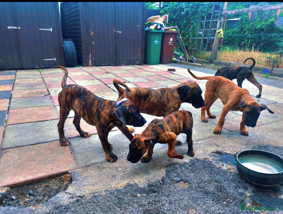 Presa Canario dogs for sale: Pressa Canario  - Image 4