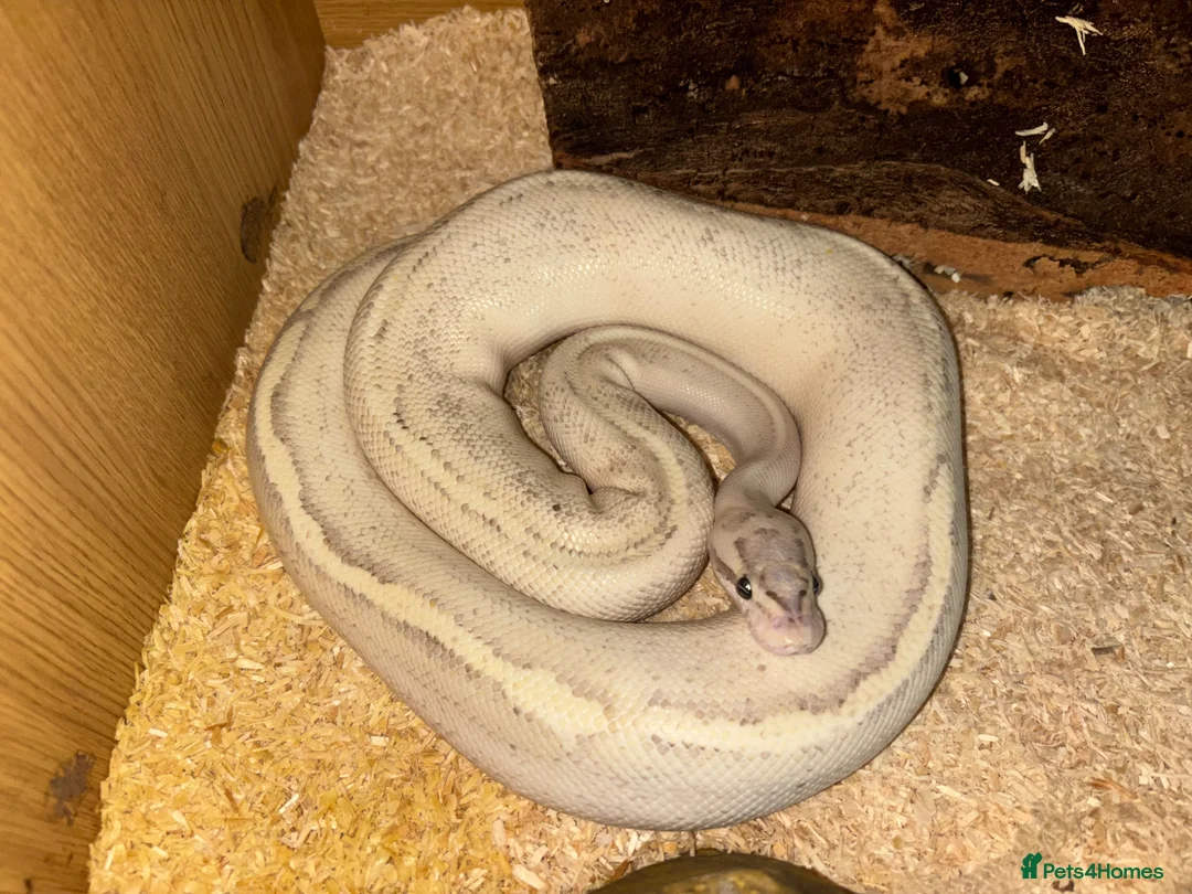 Python Snake reptiles for sale: Yellow belly spark royal python + BRAND NEW SETUP - Advert 1