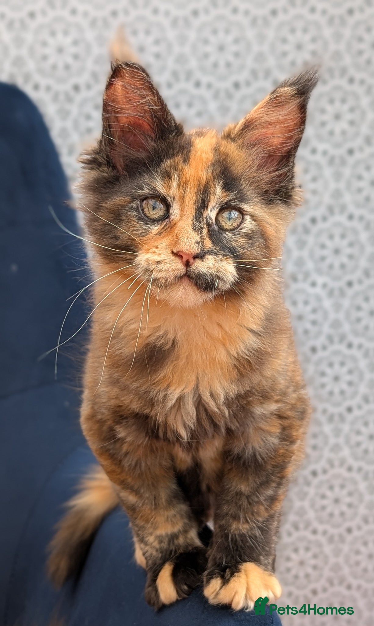 Maine Coon cats Tica Registered Maine coon kittens - Advert 2