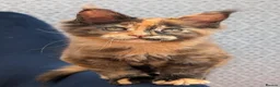 Maine Coon cats for sale: Tica Registered Maine coon kittens - Advert 4
