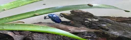 Frog reptiles for sale: Dendrobates Tinctorius Azureus Froglets 3+ OOW - Advert 8