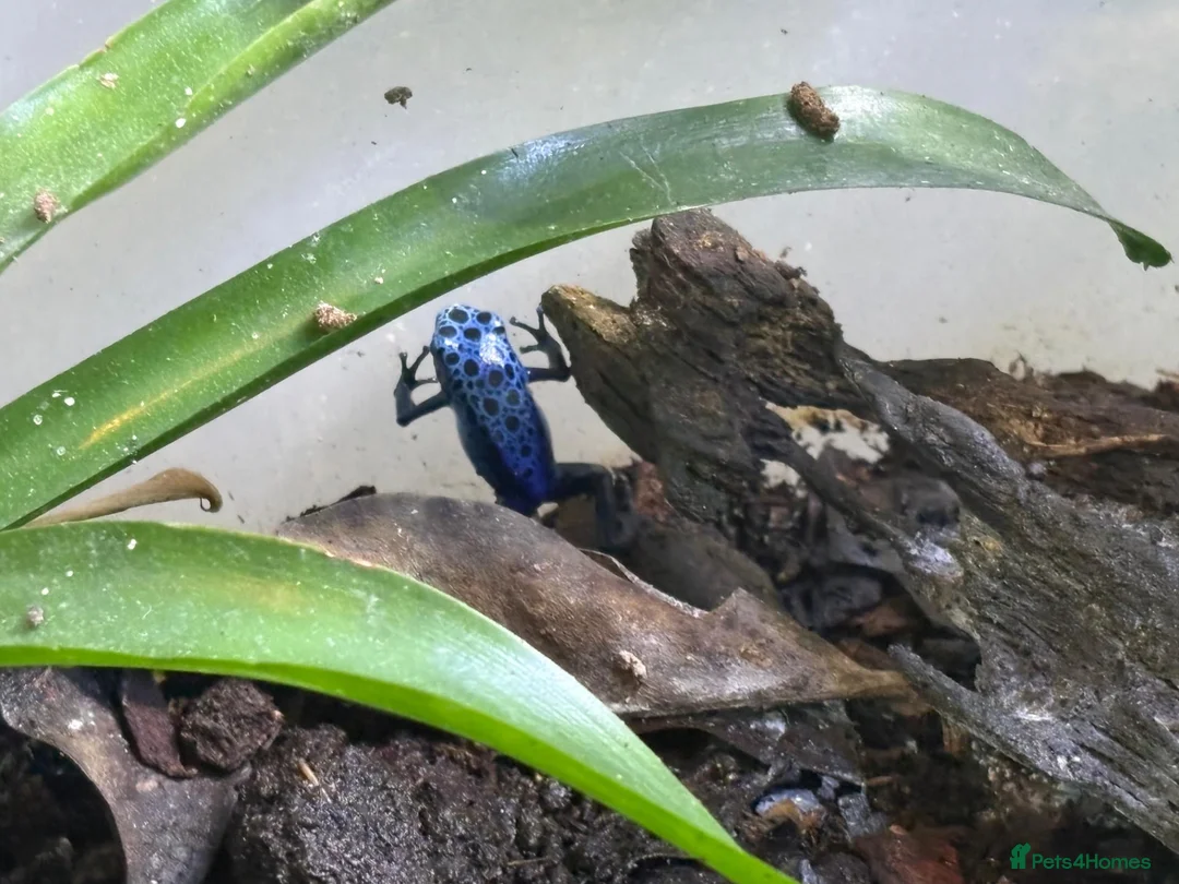 Frog reptiles for sale: Dendrobates Tinctorius Azureus Froglets 3+ OOW - Advert 8