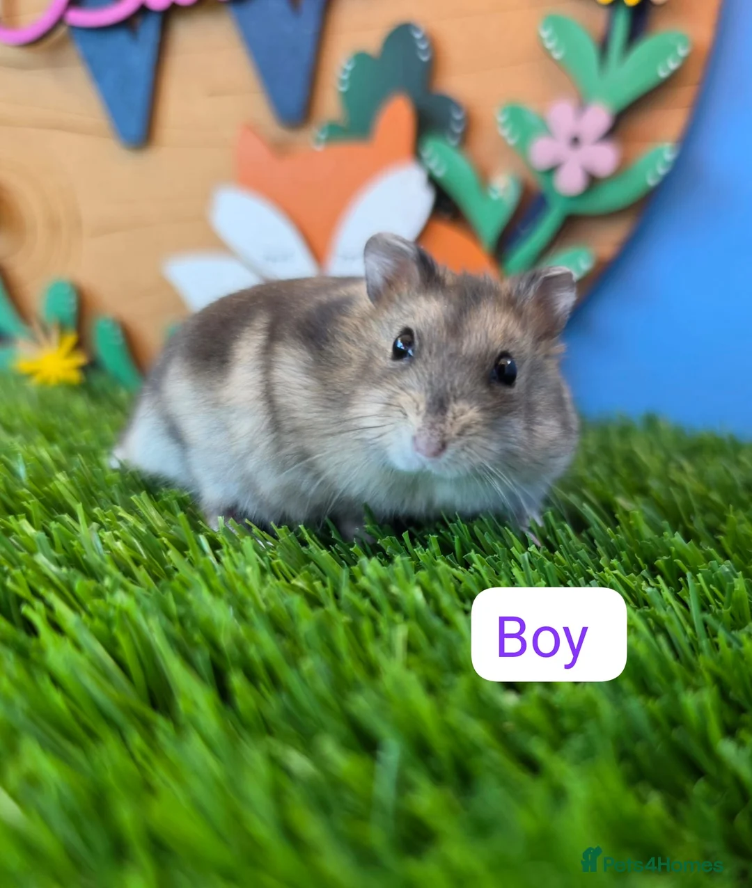 Hamster rodents for sale: Dwarf Hamster Babies Male Female Pedigree  - Advert 2