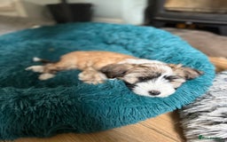 Tibetan Terrier dogs for stud: Tibetan Terrier for Stud Duties - Image 6
