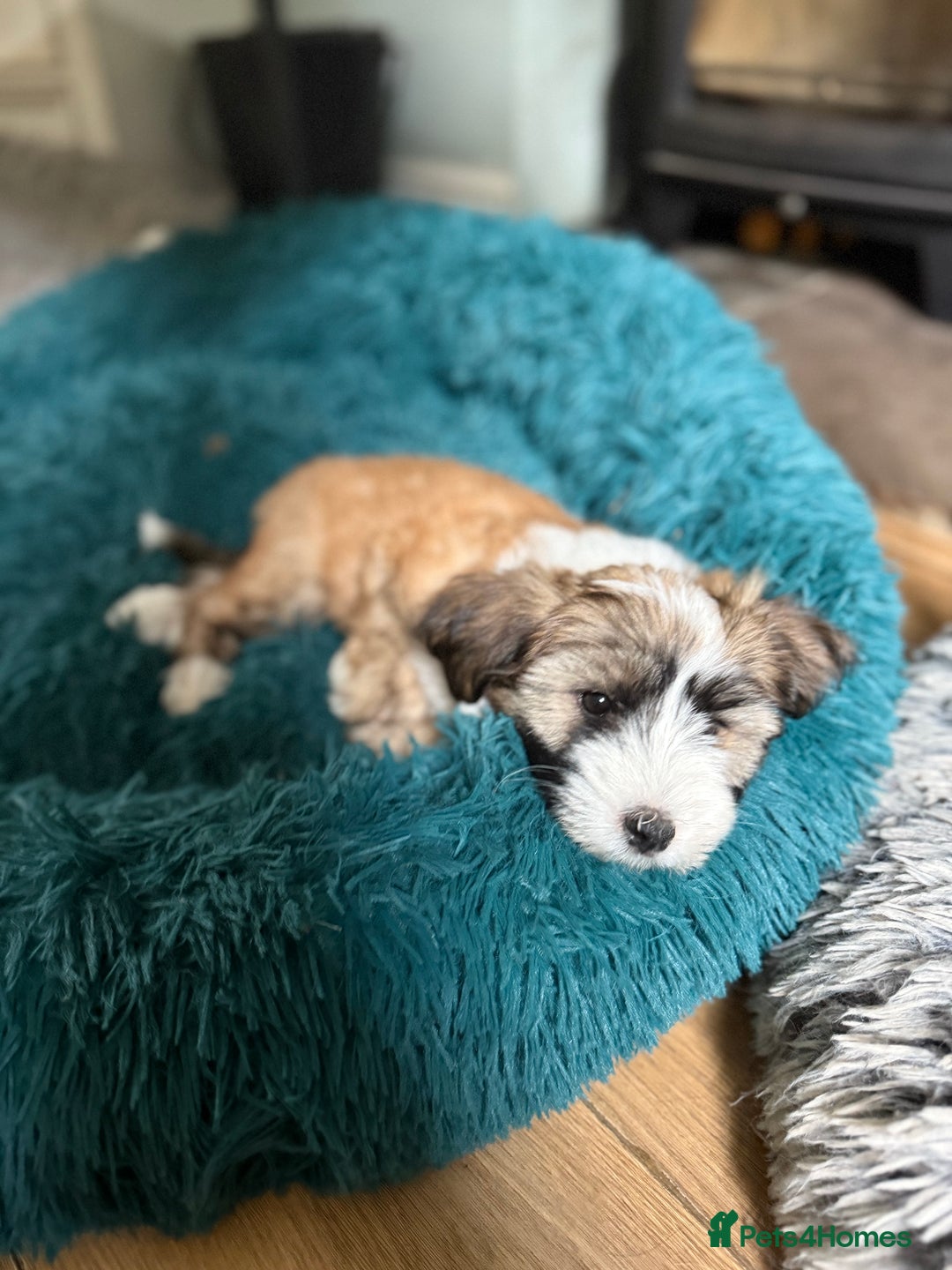 Tibetan Terrier dogs for stud: Tibetan Terrier for Stud Duties - Image 6