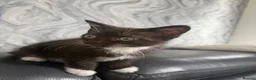 Mixed Breed cats for sale: Tabby Brown/Black Kitten - Advert 11