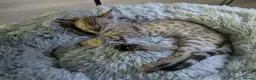Bengal cats for sale: 1 female snow bengal kitten - Advert 1