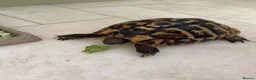Tortoise reptiles for sale: For sale 10 year old female Hermann tortoise - Advert 4