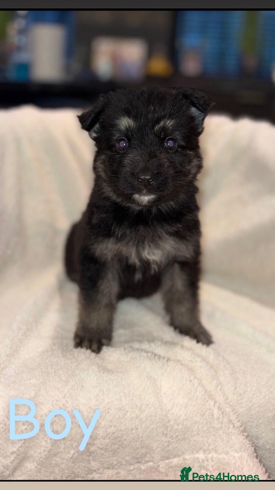 German Shepherd dogs for sale: 10 beautiful German shepherd puppies for sale  - Advert 4