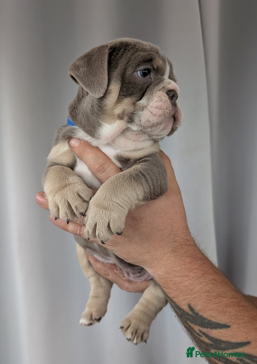 English Bulldog dogs for sale: English Bulldog Puppies  - Advert 35