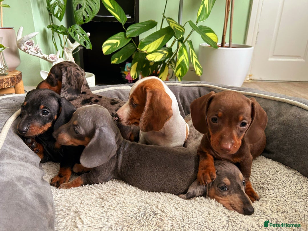 Dachshund dogs for sale: Lovely purebred Dachshund❤️💚🩵 - Image 6