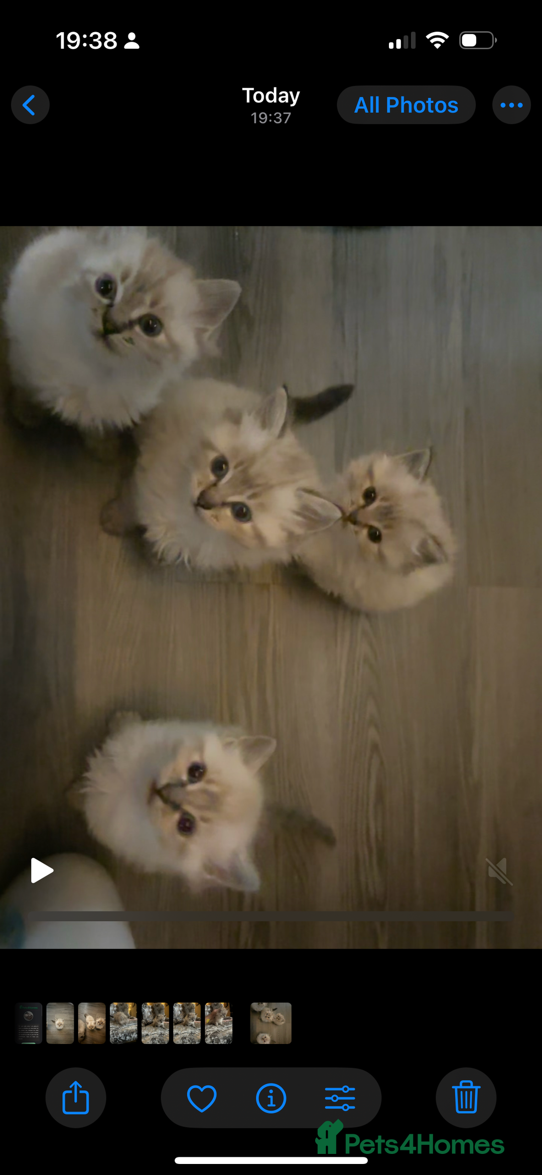 Ragdoll cats for sale: 2 male ragdoll kittens in Colchester - Image 1