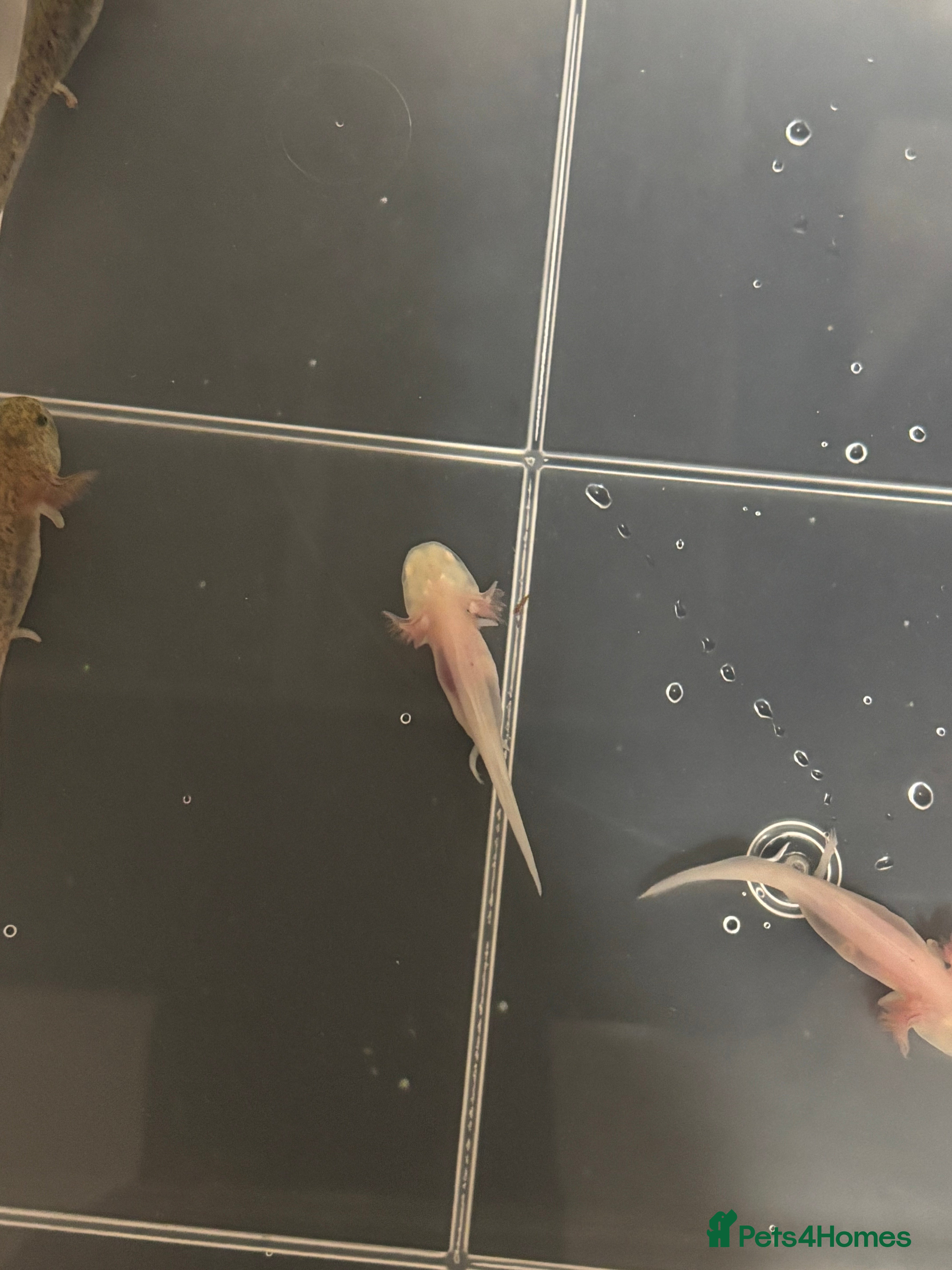 Axolotl reptiles Baby axolotls for sale - Advert 10
