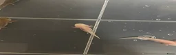Axolotl reptiles for sale: Baby axolotls for sale - Advert 1