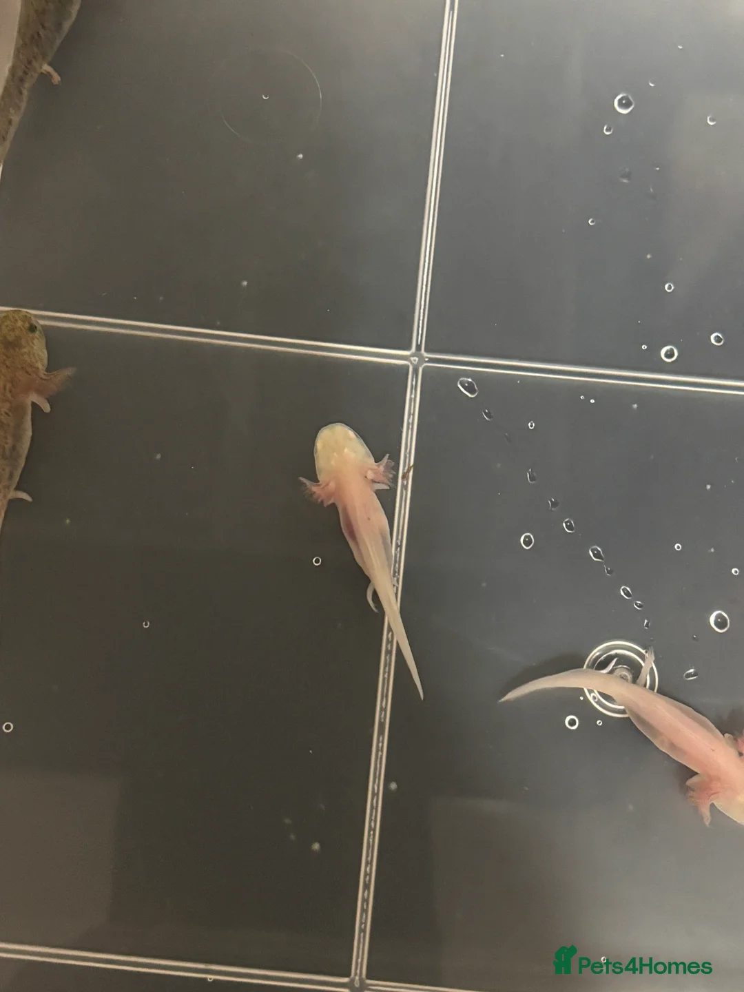 Axolotl reptiles for sale: Baby axolotls for sale - Advert 1