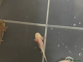 Axolotl reptiles Baby axolotls for sale - Advert 10