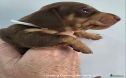 Miniature Dachshund dogs for sale: Shorthaired Minature Daschunds  - Image 16