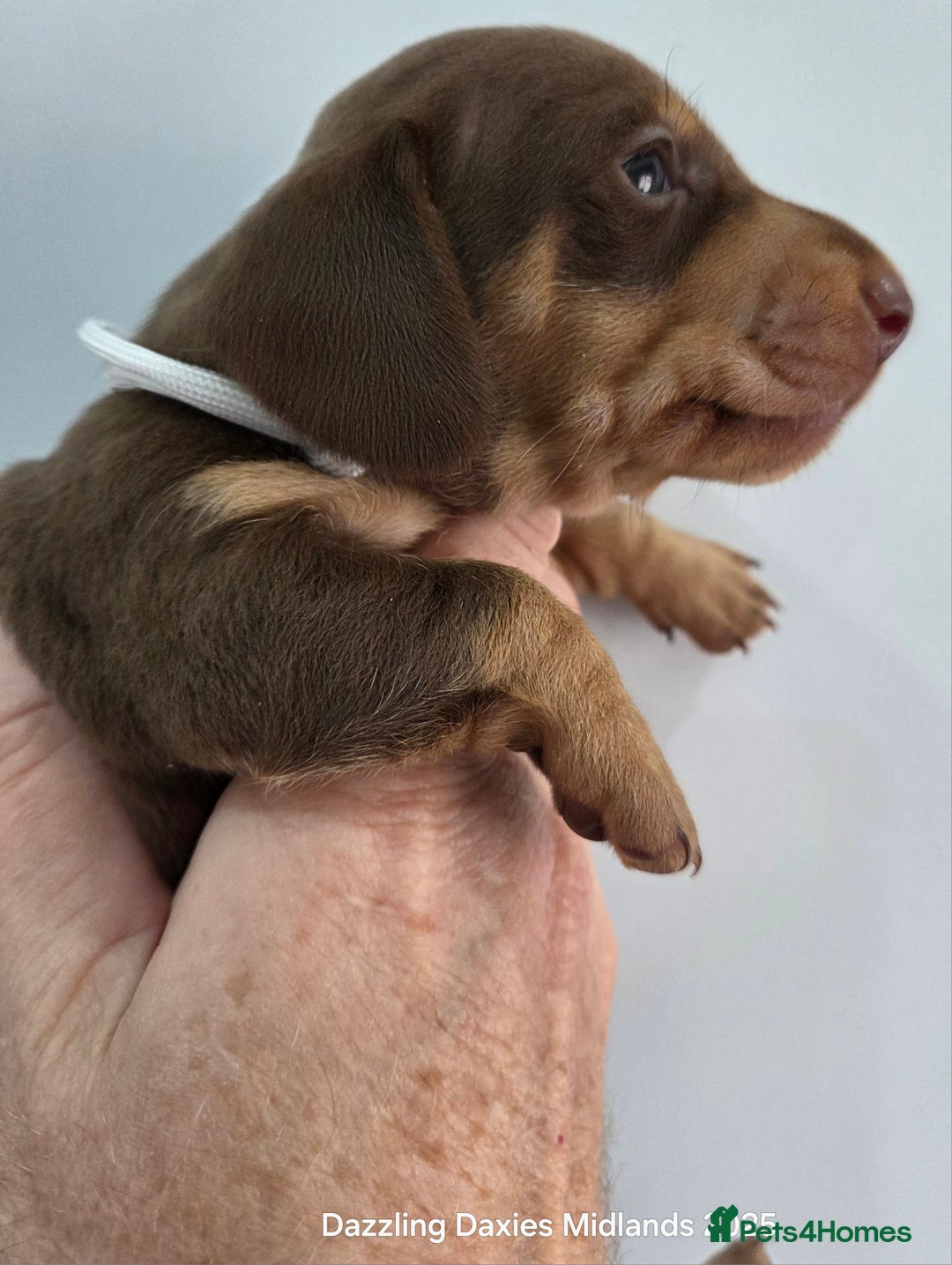 Miniature Dachshund dogs for sale: Shorthaired Minature Daschunds  - Image 16