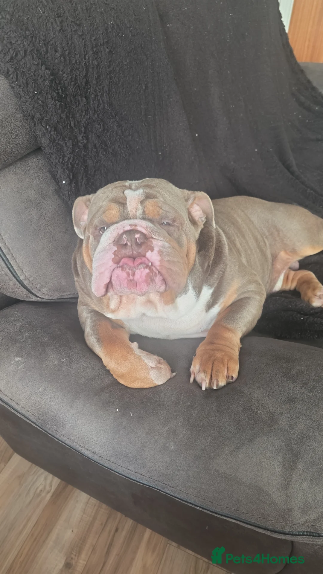 English Bulldog dogs for stud: Dahmer for stud - Advert 27