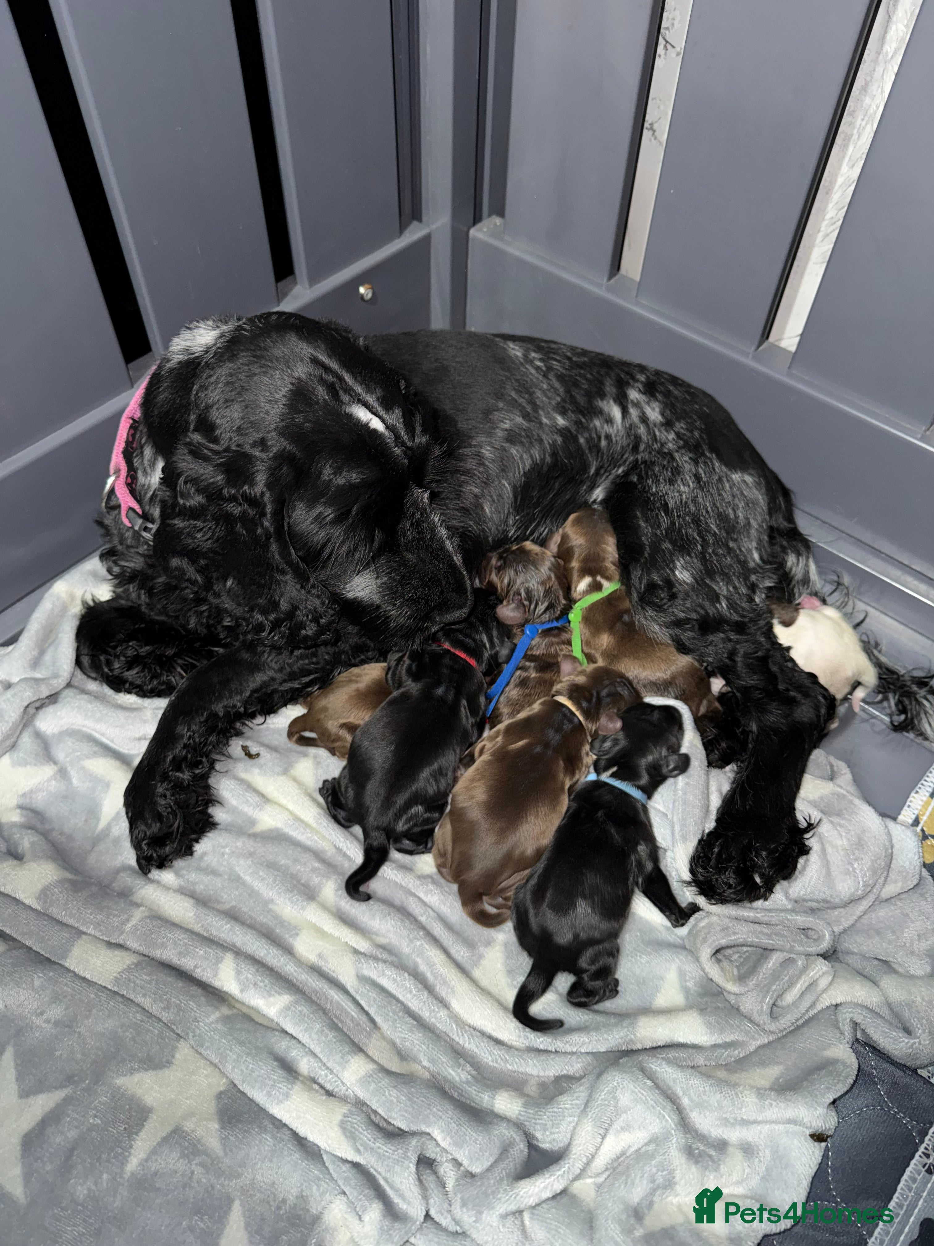 Cocker Spaniel dogs Show type cocker spaniel pups  - Advert 2