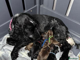 Cocker Spaniel dogs Show type cocker spaniel pups - Advert 17